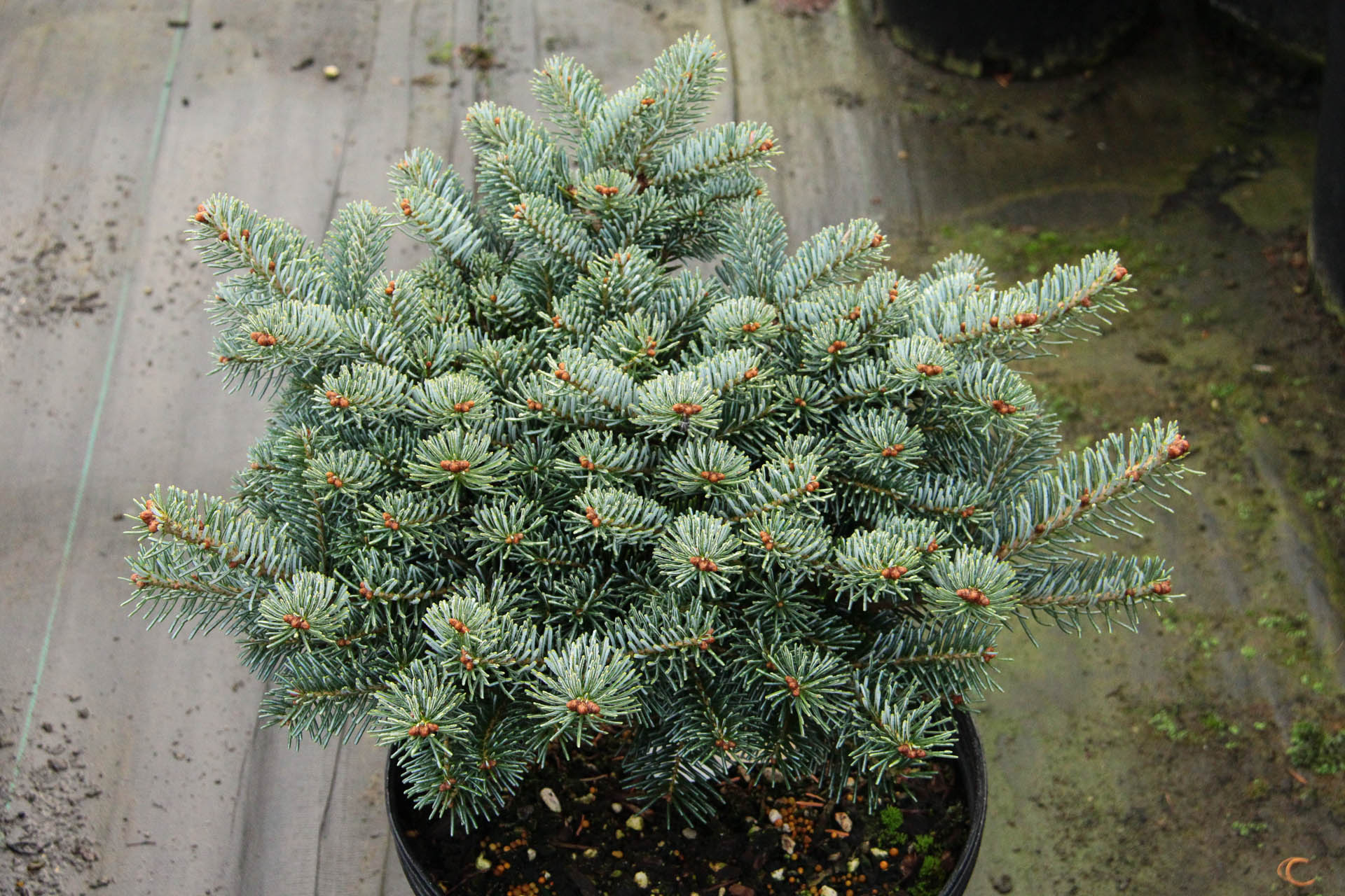 Abies koreana x lasiocarpa 